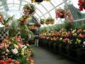 Ампельная бегония: секреты успешного выращивания из семян