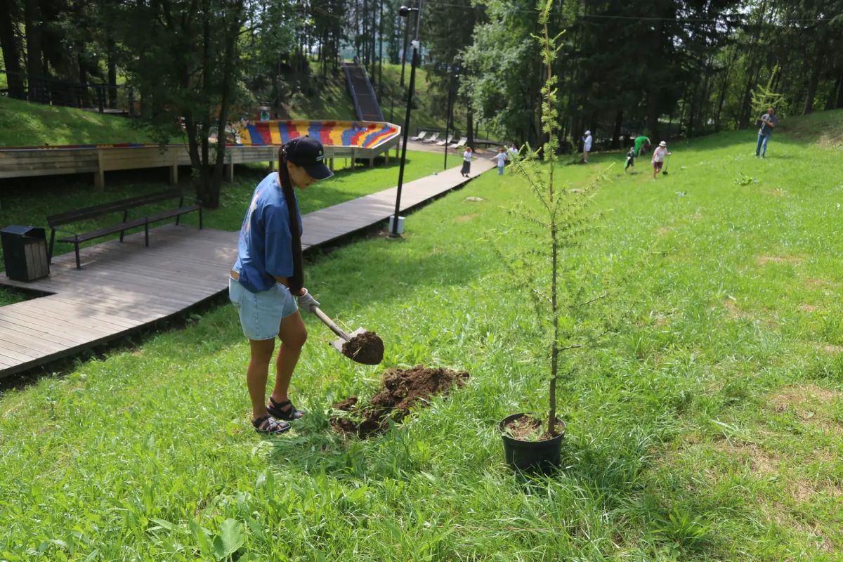 В парке Тишино в Ижевске высадили 20 лиственниц В парке Тишино в Ижевске высадили 20 лиственниц