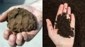 Как быстро улучшить глинистую почву: проверенные методы, которые работают