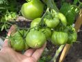 Тайны обильного урожая: 7 уникальных методов повышения плодоношения томатов