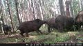 Дикие кабаны из удмуртского леса тоже хотят стать звездами соцсетей