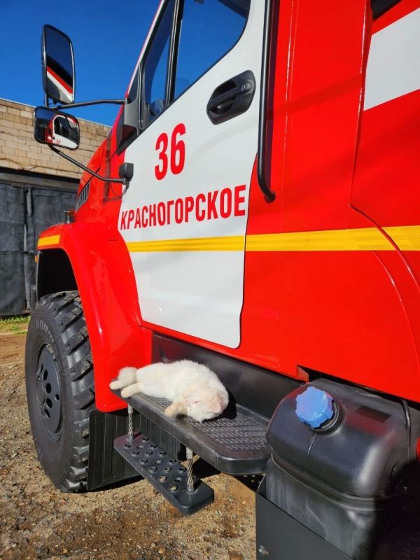Солнечный привет от кота Анатолича! Солнечный привет от кота Анатолича!