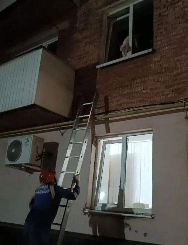 В Воткинске спасатели вытащили котёнка, застрявшего в оконной раме В Воткинске спасатели вытащили котёнка, застрявшего в оконной раме