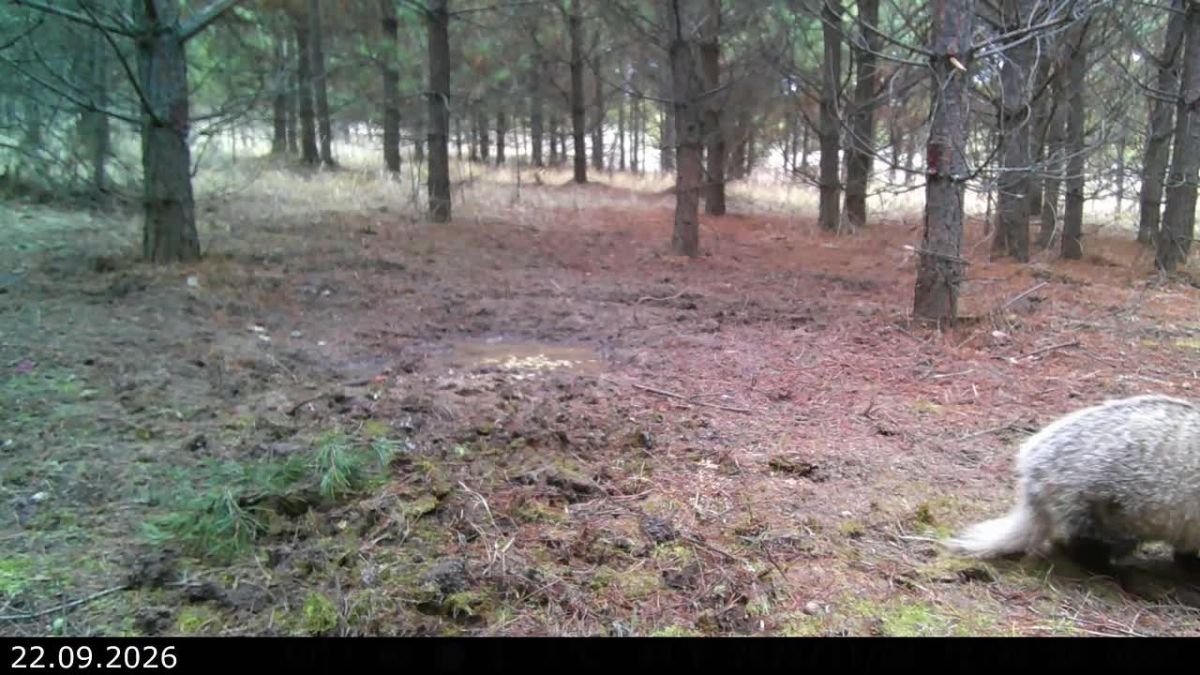 Аппетитную трапезу барсука поймал на видеокамеру фотоохотник в Удмуртии