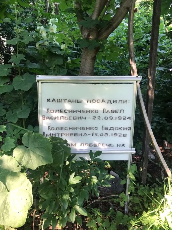 Каштаны на перекрестке улиц 30 лет Победы и Кирова в Ижевске оказались в запущенном состоянии Каштаны на перекрестке улиц 30 лет Победы и Кирова в Ижевске оказались в запущенном состоянии