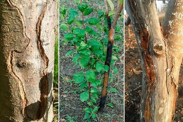 Причины растрескивания коры на грушах и как с этим бороться