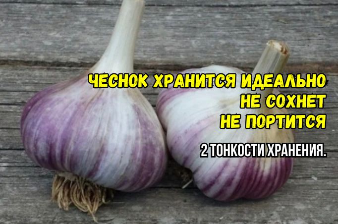 Секреты идеального хранения чеснока до июня