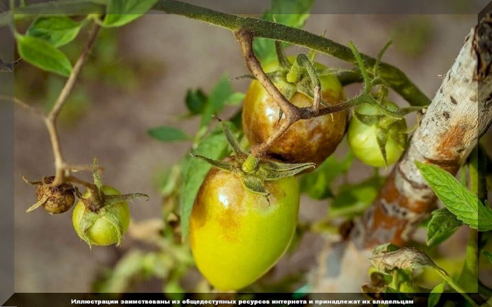 Как эффективно сохранять здоровье томатов от фитофторы
