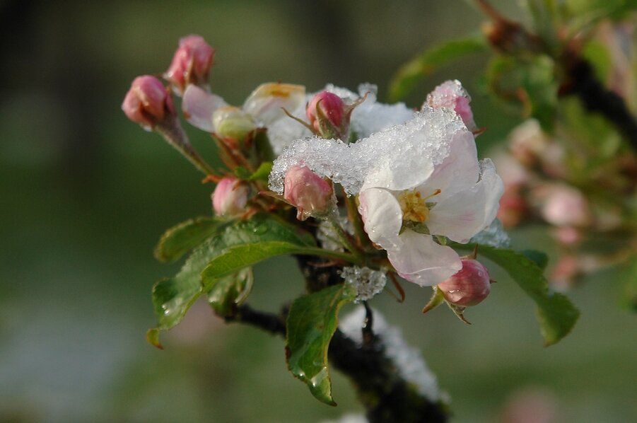 Защита сада от возвратных заморозков: эффективные методы для сохранения растений