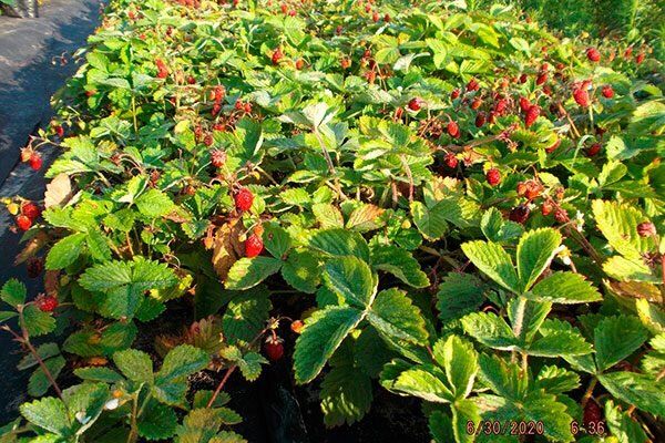 Безусая клубника: как выбрать идеальный сорт для вашего участка