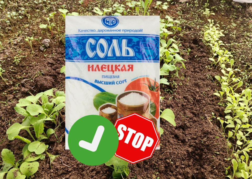 Минеральные соли в садоводстве: секреты применения и основные ошибки