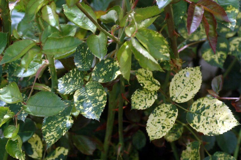 Неизлечимые болезни растений: как защитить свой сад от угроз