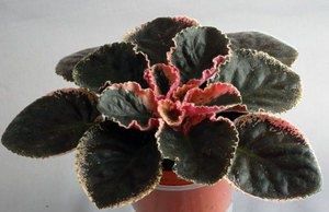 Фиалки для домашнего разведения: широкий выбор сортов сенполий