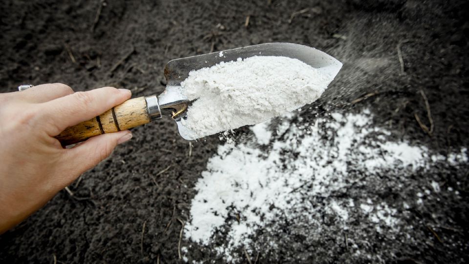 Как осеннее удобрение поможет получить щедрый урожай в следующем сезоне