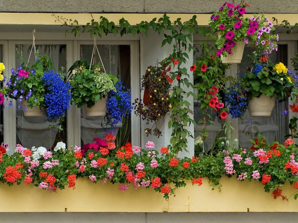 Как кефир способен преобразить ваши балконные растения