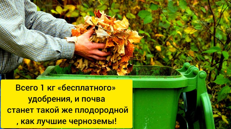 Как опавшие листья могут превратить ваш сад в оазис: волшебство листового компоста