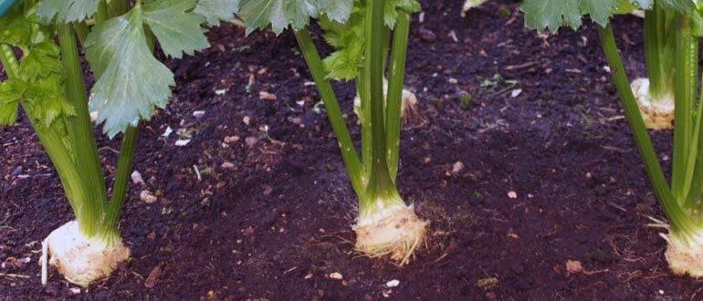 Пастернак: новый герой овощной культуры