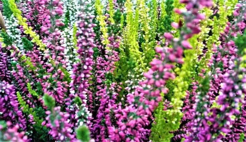 Как не упустить красоту: растения, которые быстро теряют привлекательность после покупки