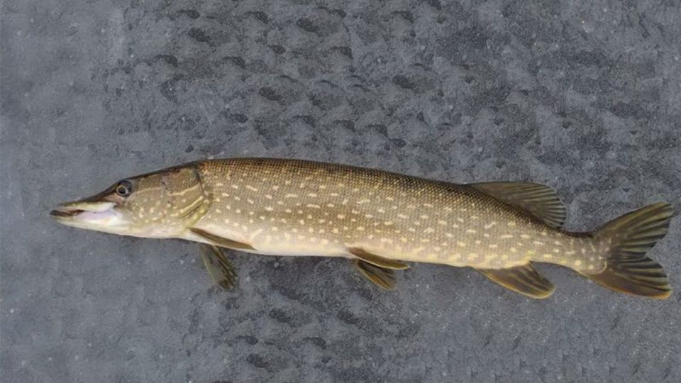 ��������� ������ ����: ��� ���������� � �������� ��������