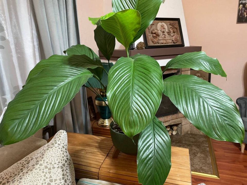 Почему спатифиллум радует глаз, а не сухими кончиками: разрушаем мифы об уходе