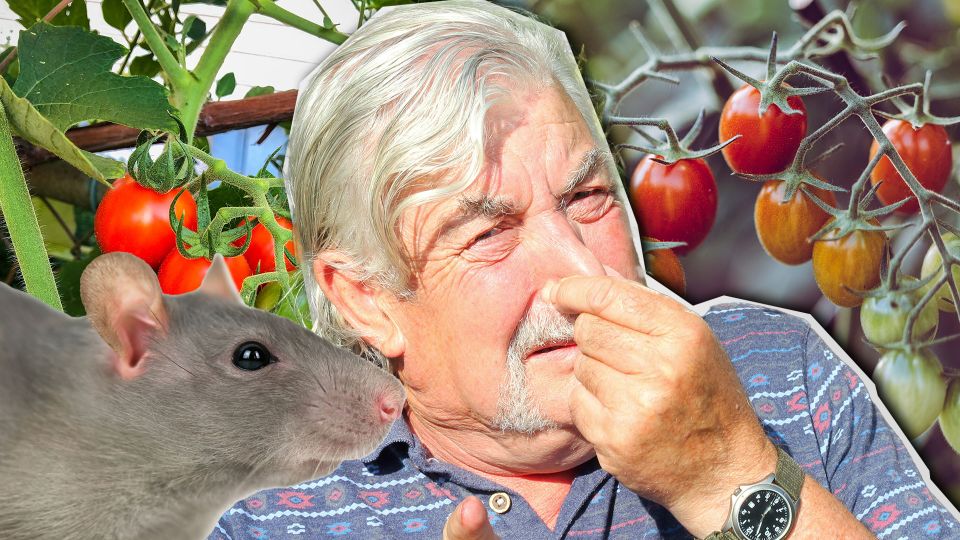 Опытные дачники никогда не удобряют томаты этим: только превратите огород в помойку