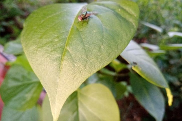 Почему дома роятся мухи и чем они опасны: вы этого не знали