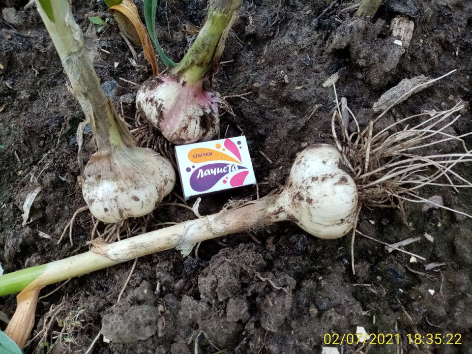 ������� ��������� ������ ��� ������ ������