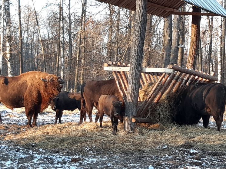 �������� ������ ������ ������������� � ������������: ������������� ������ ������� ������