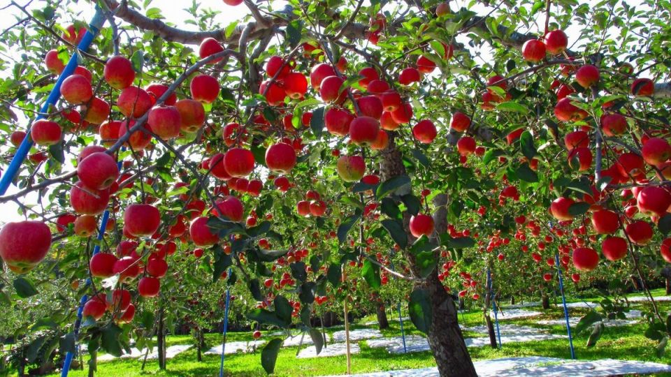 ������ ��� ������: �����, ������� ������������ �����