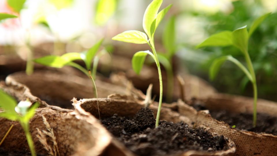 � ������ � ������ ������: ��� ���������, ������� ������ ���� ������� �������