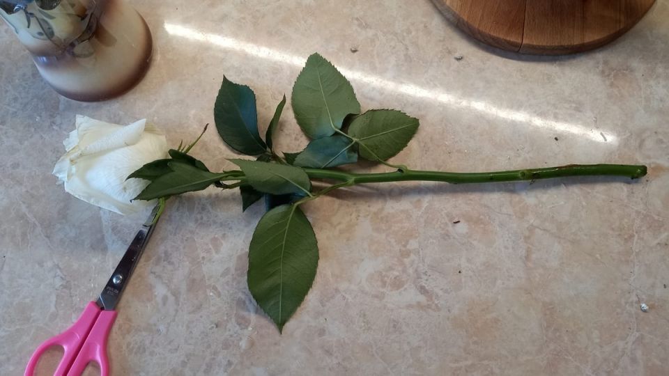 ������������ ���������� ���: ��� ��������� �������� ���������� �� ������� ������