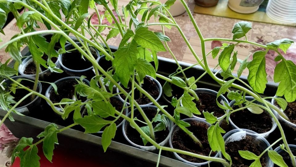 ��� ������ ���������� ������� �� ������: ������������� ������ ������������