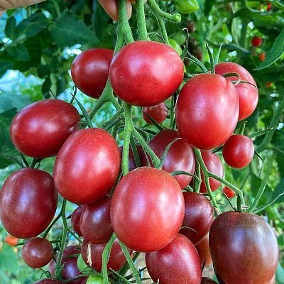 ����� �����������: ��������� ����� ��� ����� ���������