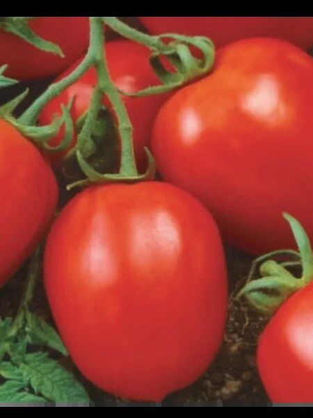 Томат Софья: секреты успешного выращивания и стабильного урожая