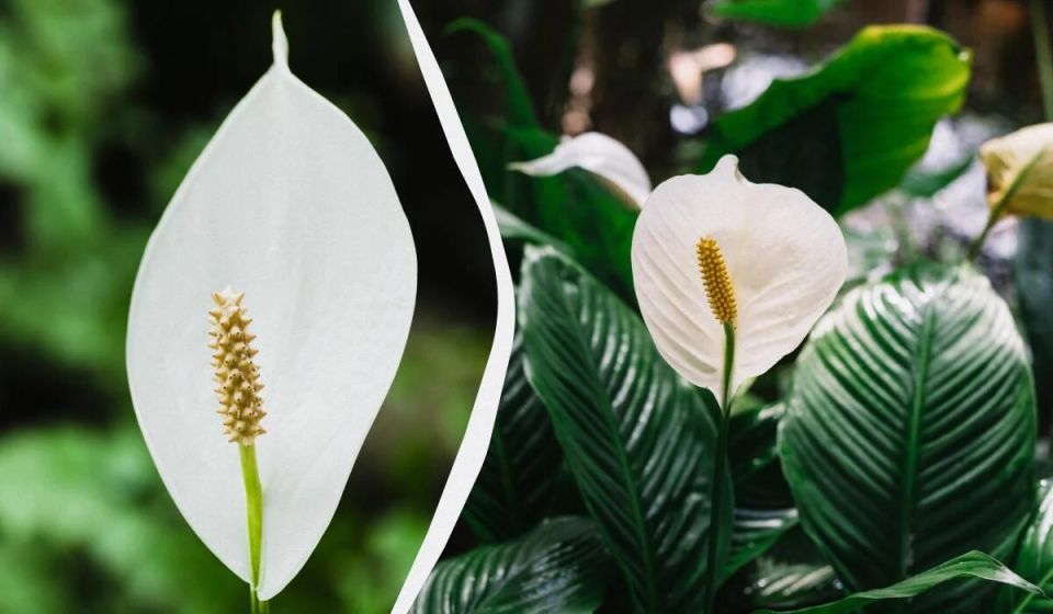 ��������� �������� ������������ ������