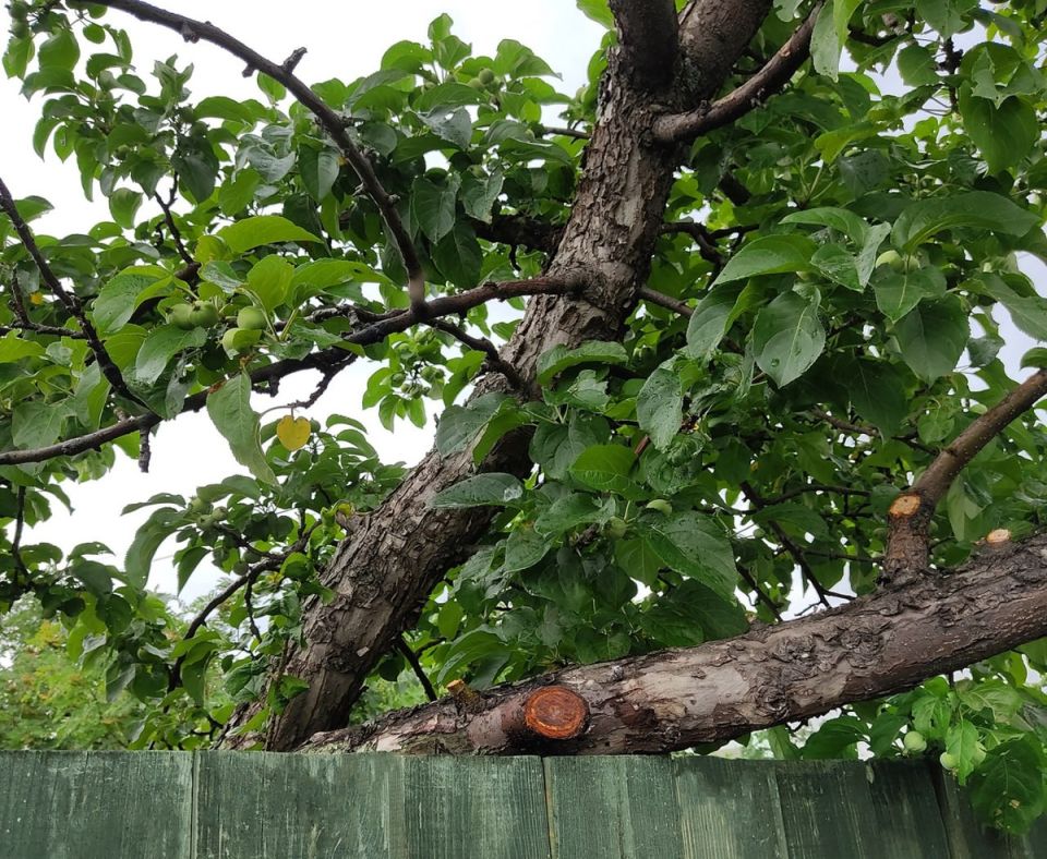 ��� ������, ���� ������� ������� ����� ��� �������?