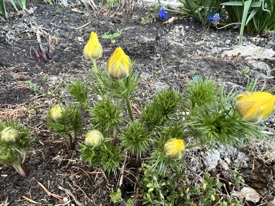 Адонис весенний: спокойное объяснение ухода за редким эфемероидом