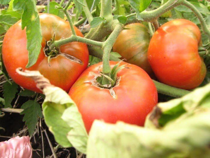 Томаты в августе: три «добрых» совета, которые могут навредить урожаю, и что делать вместо них