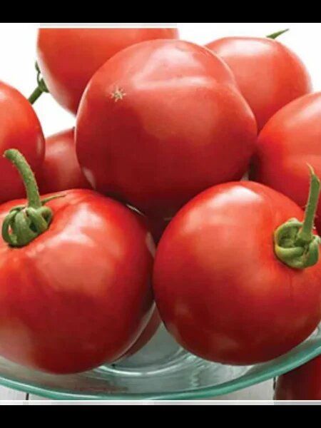 Томат Биатлон: ранний урожай и дружное плодоношение в открытом грунте