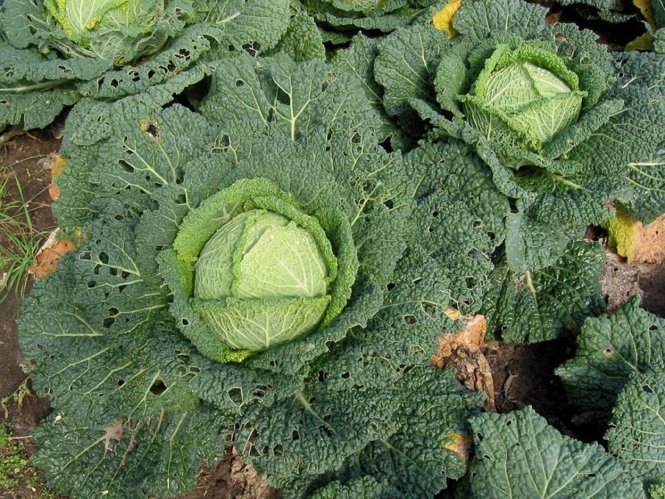 Крестоцветная блошка на капусте: простые и надёжные приёмы без ядов