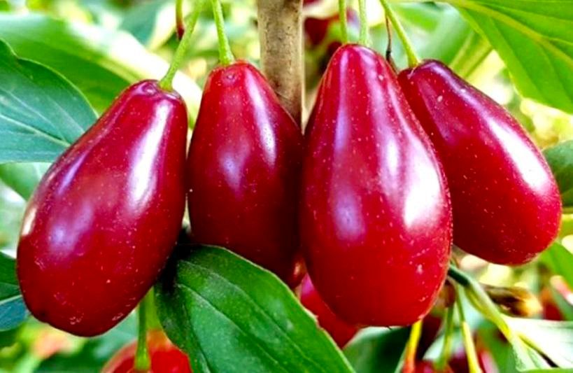 Кизил: Вкусный плод, полный здоровья