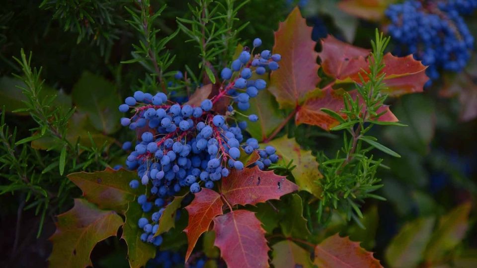 Эффектные растения для осеннего сада: украшение, которое поднимет настроение