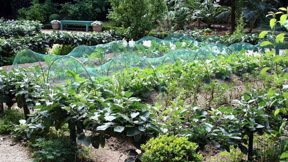 Секреты создания чудесного сада на маленьком участке