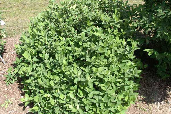 Все о жимолости Бореал Близзард: секреты ухода и выращивания