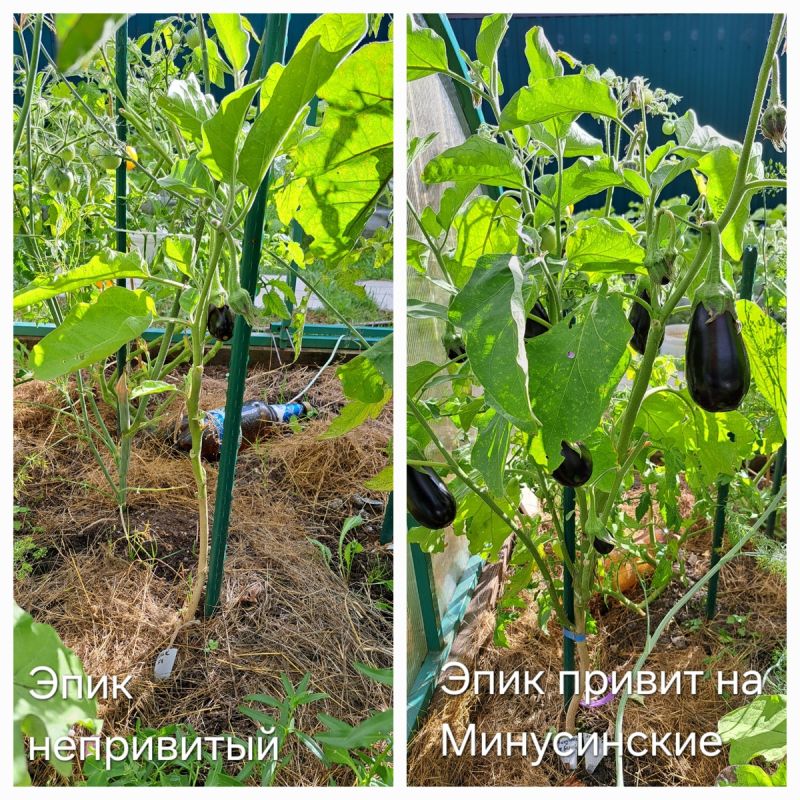 Почему прививка баклажанов — это ключ к успешному урожаю