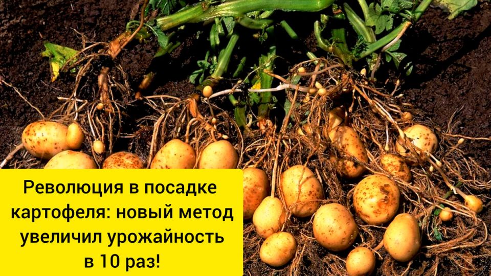 ��� ����� ����� ������� ��������� ������ ����������� ������