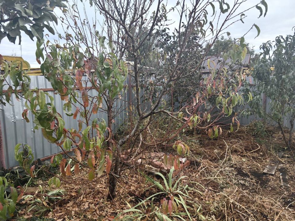 Как подготовить сад к зиме: рекомендации по уходу за плодовыми деревьями