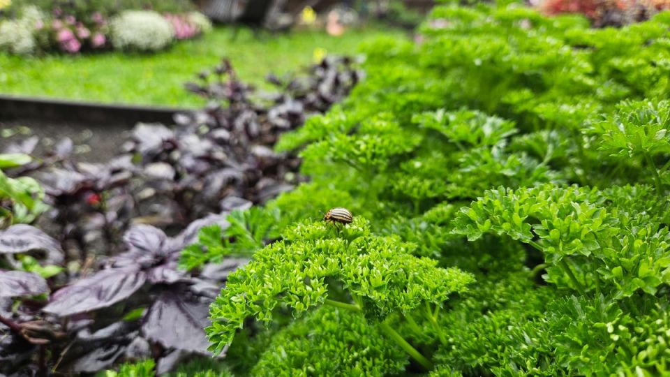 Сидераты: как избежать ошибок и получить максимальную пользу