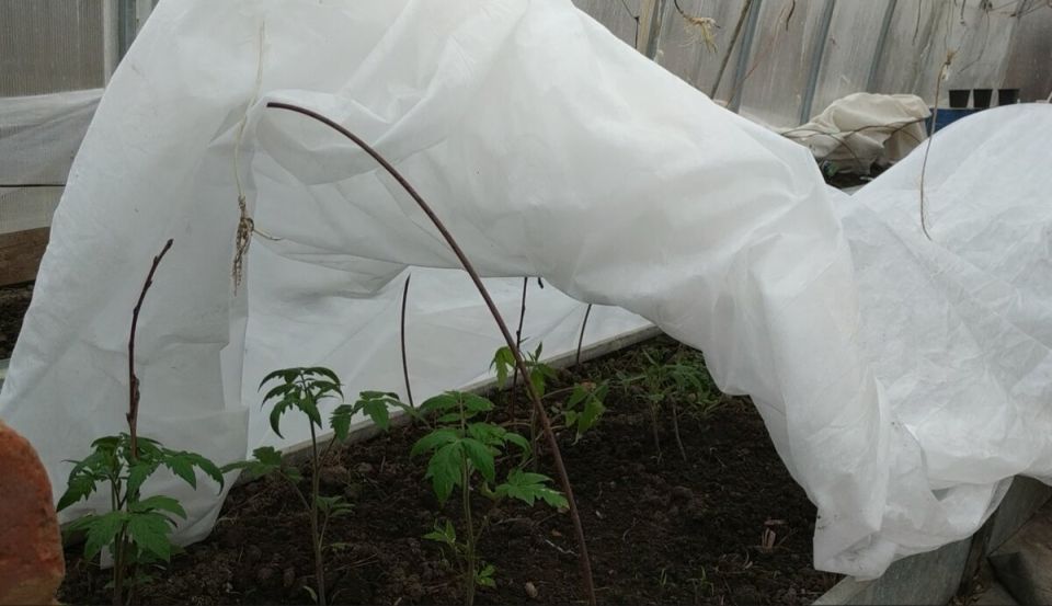 ��� ��������� ������� � �������� ������ �����