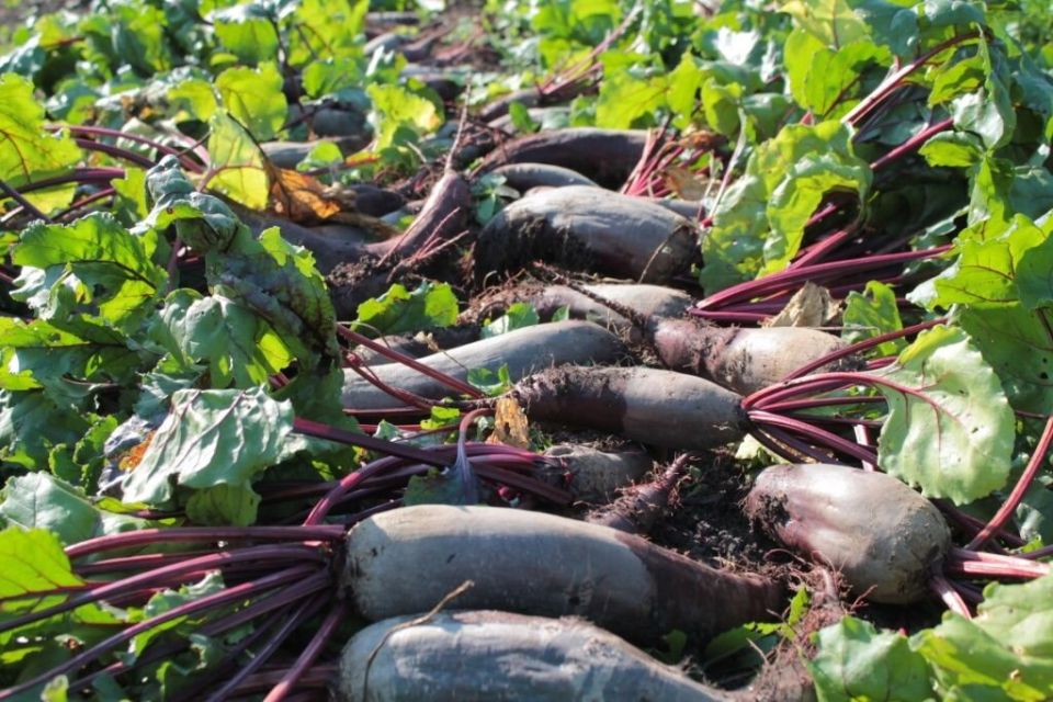 ������� ������� �������� ������: ��� ��������� ������ �� �����